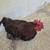 Rooster 2 thumbnail