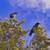 2 Pansonic Lumix GX-1's w/add-on EVF 15 thumbnail