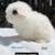 Baby dwarf lop bunnies, bunny, rabbits 2 thumbnail