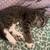2year old cat and kitten 3 thumbnail