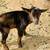 🐐✨ Nigerian Dwarf Bucklings Available – 4-12 Weeks Old ✨🐐 8 thumbnail