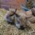 Lionhead Dwarf Rabbits 1 thumbnail