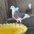 Palomas 🕊️ 2 thumbnail