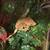 crested gecko, tarantula 1 thumbnail