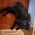 Female Manx Cat 1 thumbnail