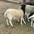 7 month sheep 2 thumbnail