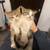 kitten 3 thumbnail