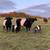 Belted Galloway Cows 2 thumbnail