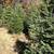Christmas Trees 1 thumbnail