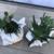 2 seashells full of succulent & jade plants 2 thumbnail