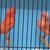 Red Factor 4 thumbnail