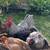 Baby chicks! 2 thumbnail