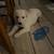White German Shepherd Puppies 3 thumbnail