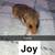 Hamsters looking for new homes 9 thumbnail
