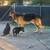 3 Full Bread Working Line German Shepherd Puppies 5 thumbnail