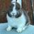Netherland Dwarf Bunnies 1 thumbnail