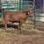 7 month old polled Dexter Bull calf 2 thumbnail