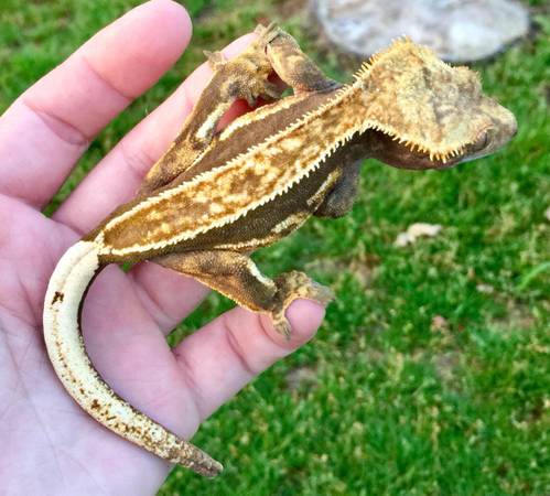 Rolo - Crested Gecko 1