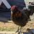 Free 4 month old Rooster 2 thumbnail