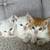 Kittens ready for rehoming 3 thumbnail