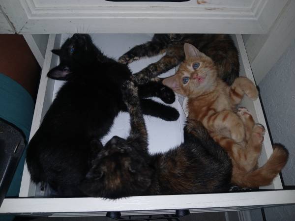 Kittens 1