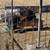 Boar pig 3 thumbnail
