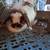 Holand lop rabbit 1 thumbnail