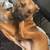 medium dog for rehoming 2 thumbnail
