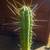 Trichocereus cactus plants 3 thumbnail