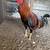 Gallo 6 thumbnail