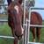 Appendix mare (quarter horse/thoroughbred) 2 thumbnail