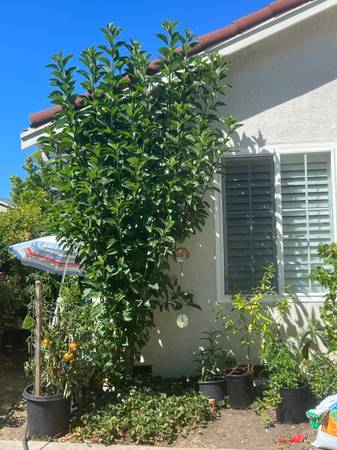 Large bitter leaf tree 1