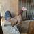 Roundhead pair. Gallos / gamefowl 5 thumbnail