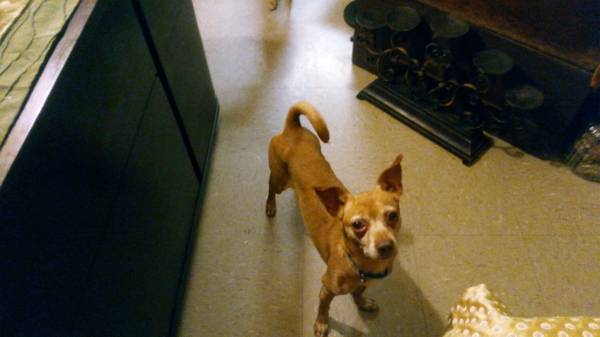 REHOMING URGENTE DE PERROS (Enfermedad del dueño del perro) (Pearsall)63372774410881122
