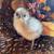 Olive egger pullets and mottled D’uccles 6 thumbnail