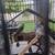 Parakeets 1 thumbnail