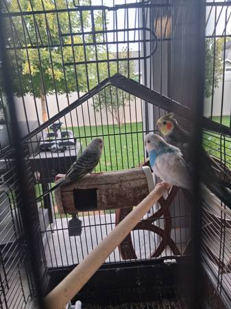 Parakeets 1