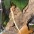 Crested Gecko 1 thumbnail