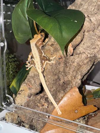 Crested Gecko 1