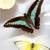 Real butterflies in a frame 9 thumbnail