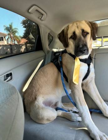 Anatolian Shepherd Dog (Kangal) (Antioch)63890025761795120