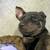 pup 3 thumbnail