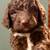 Goldendoodles 2 thumbnail