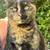 LOST TORTOISESHELL CAT 4 thumbnail