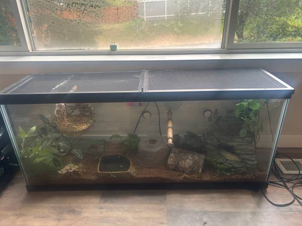 rehoming ball python 1