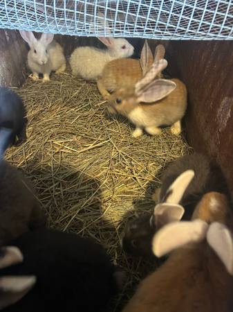 Continental and Flemish giants 1