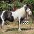 AMHR Miniature Mare in Foal 1 thumbnail