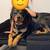 Rottweiler puppies 1 thumbnail