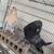 Pigeons for sale 3 thumbnail