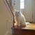 PERSIAN CATS (BONDED PAIR) NEEDS HOME 9 thumbnail